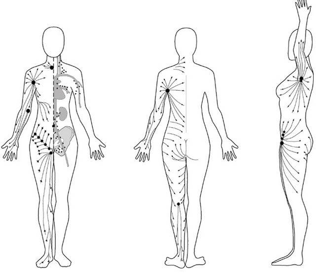 lymph-1