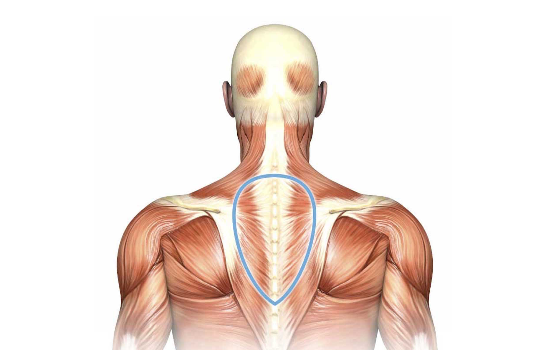 Middle Trapezius мышца